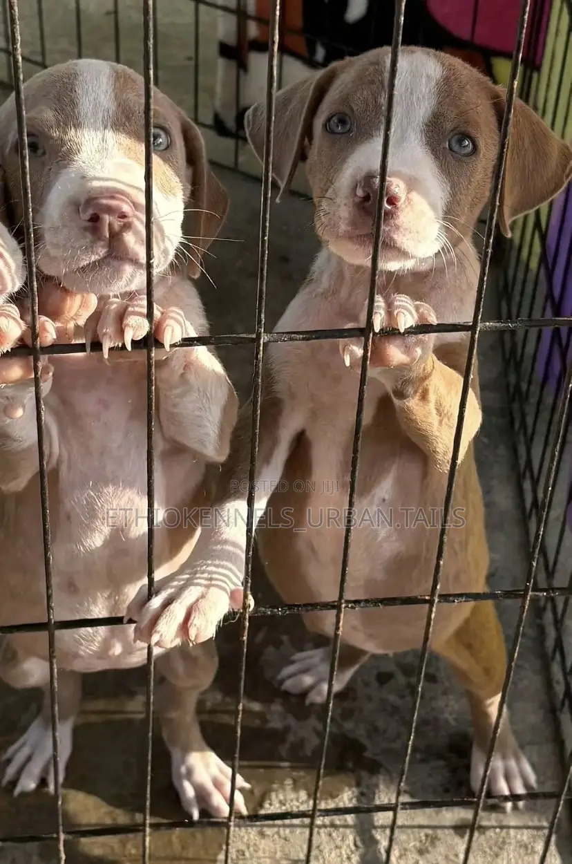 1-3 months Male Purebred American Pit Bull Terrier