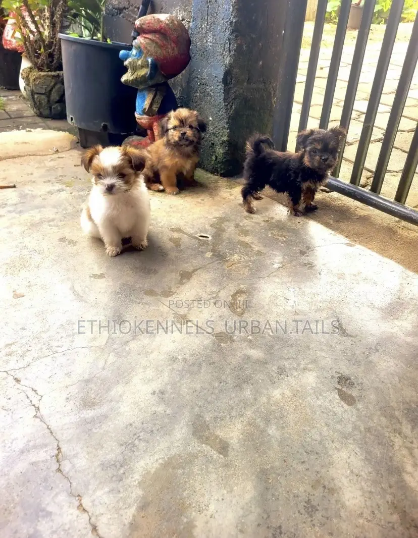 3-6 months Male Mixed Breed Maltese