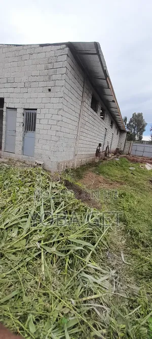 አስቸካይ የሚሸጥ ቤት