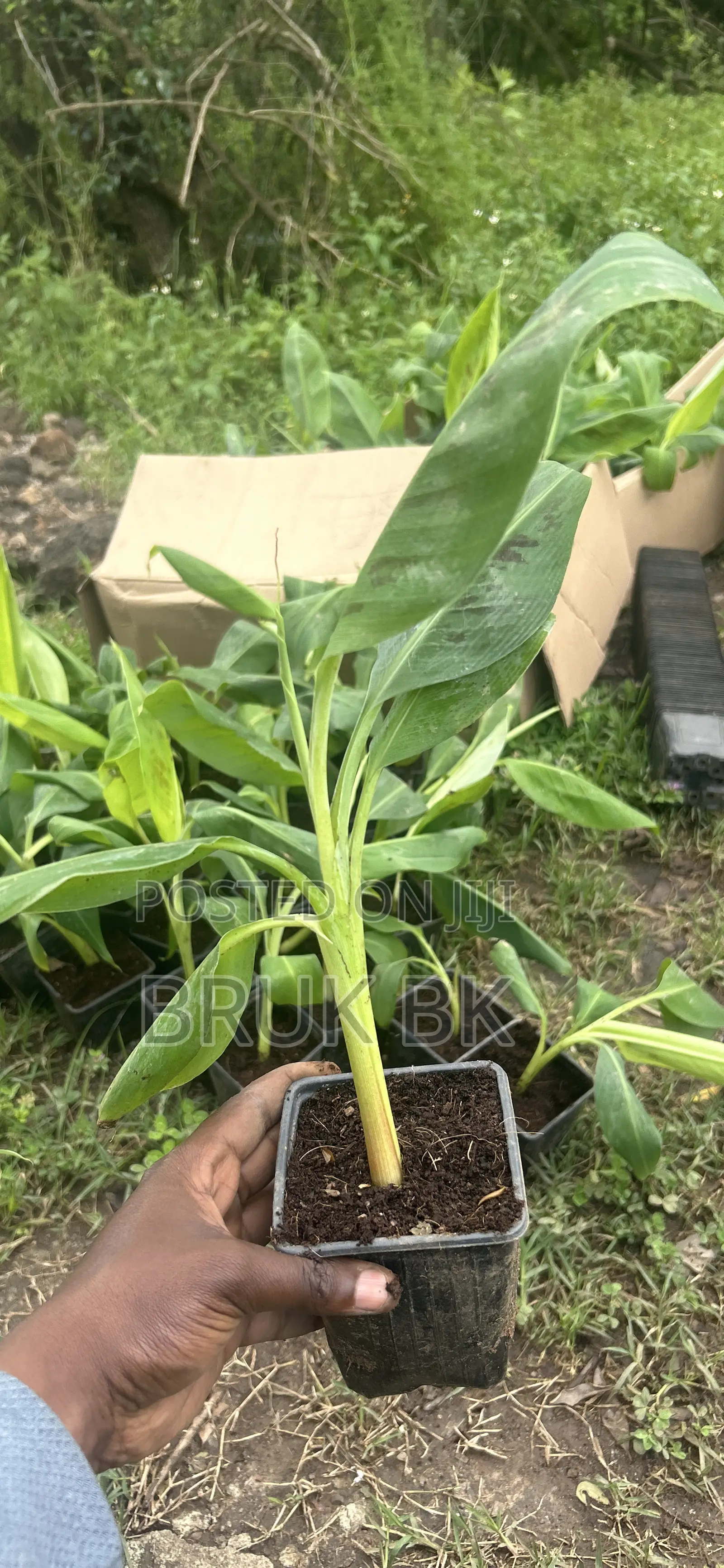 Banana Plant