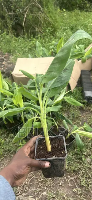 Banana Plant