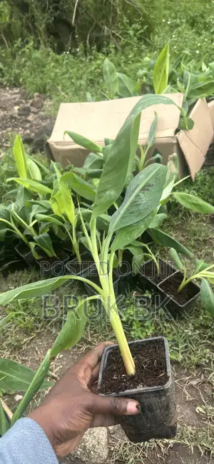 Photo - Banana Plant