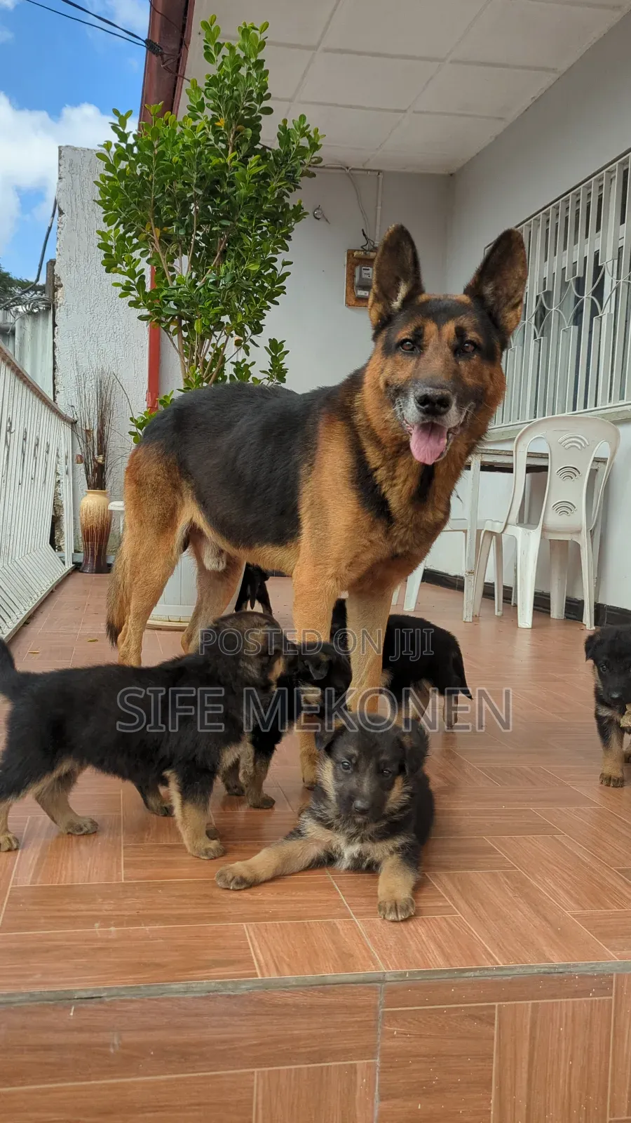 1-3 months Male Purebred German Shepherd