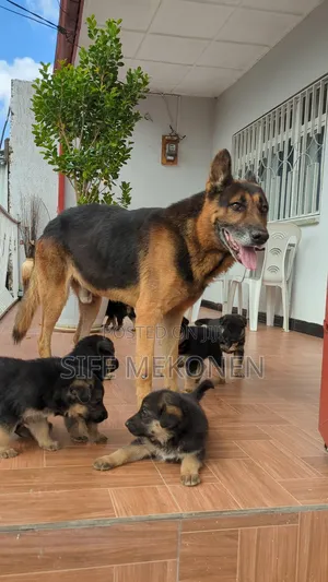 1-3 months Male Purebred German Shepherd