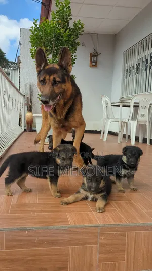 1-3 months Male Purebred German Shepherd