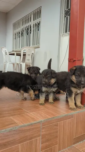 Photo - 1-3 months Male Purebred German Shepherd