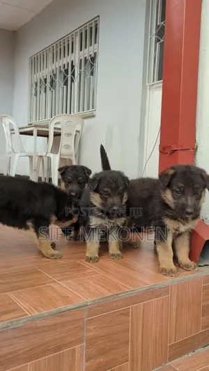 1-3 months Male Purebred German Shepherd