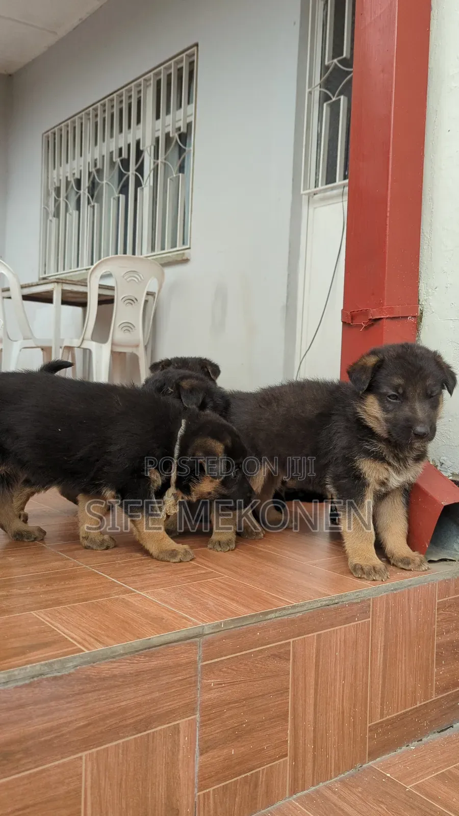 1-3 months Male Purebred German Shepherd