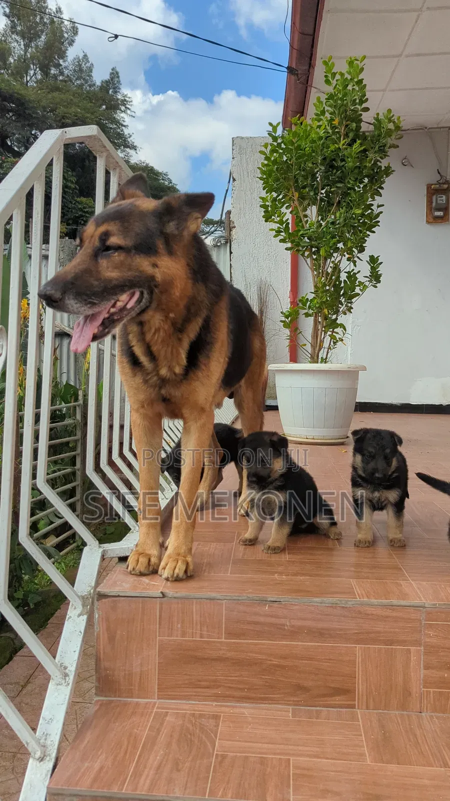 1-3 months Male Purebred German Shepherd