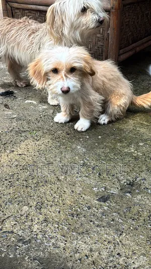 Photo - 1-3 months Male Mixed Breed Maltese