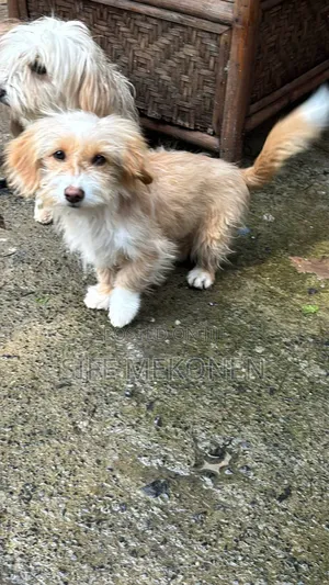 1-3 months Male Mixed Breed Maltese