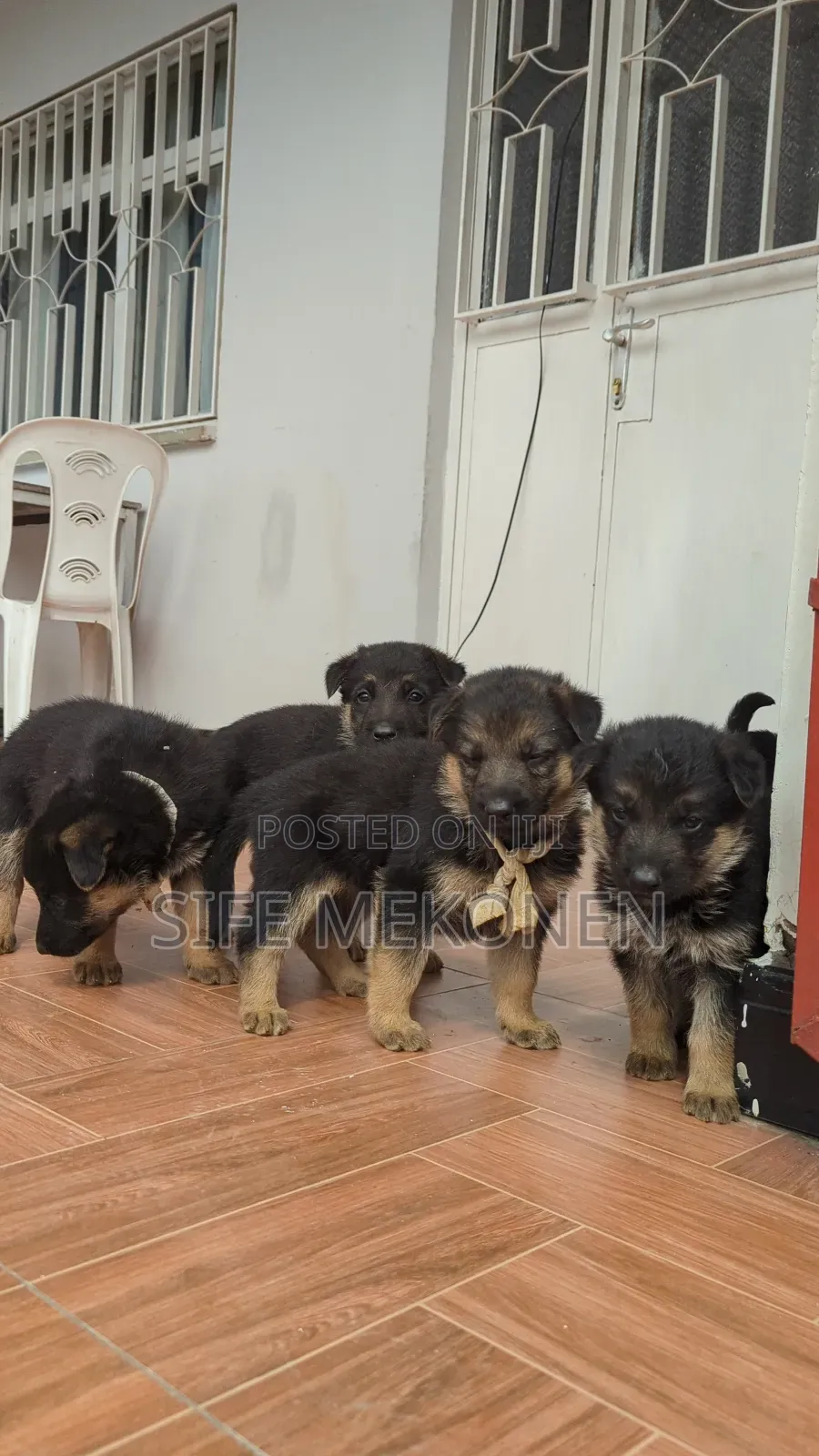 1-3 months Male Purebred German Shepherd