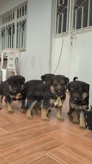 1-3 months Male Purebred German Shepherd