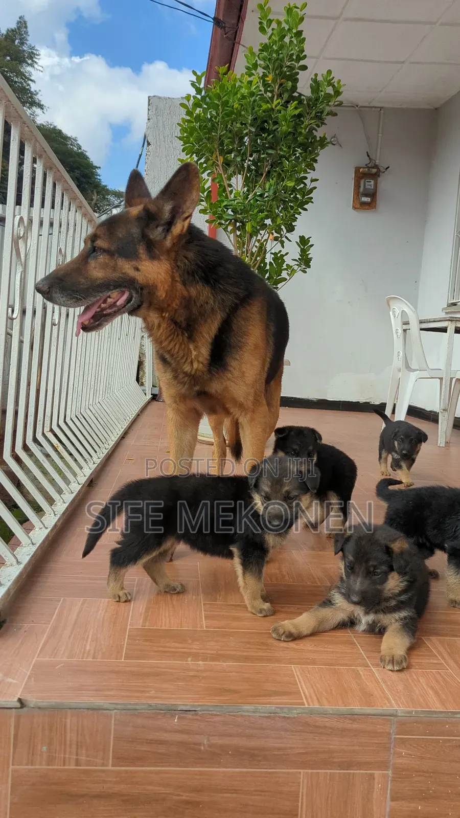 1-3 months Male Purebred German Shepherd