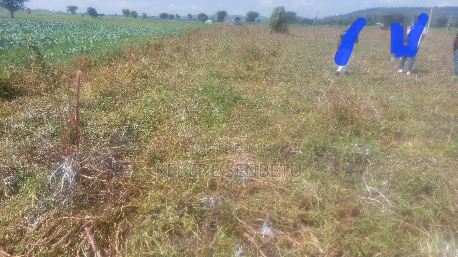 Plantingland For Rent