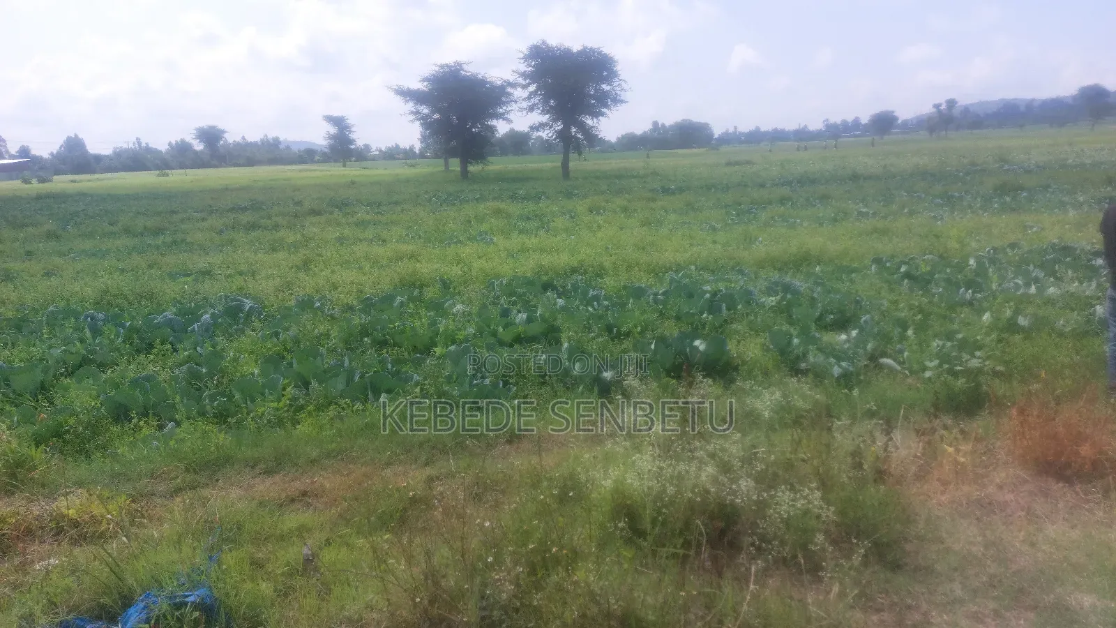 Plantingland For Rent