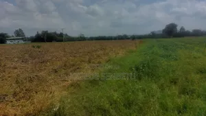 Farmland for Rent