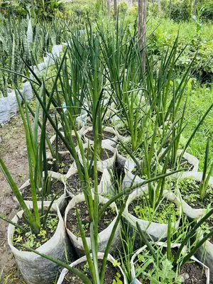 Photo - Finger Plants