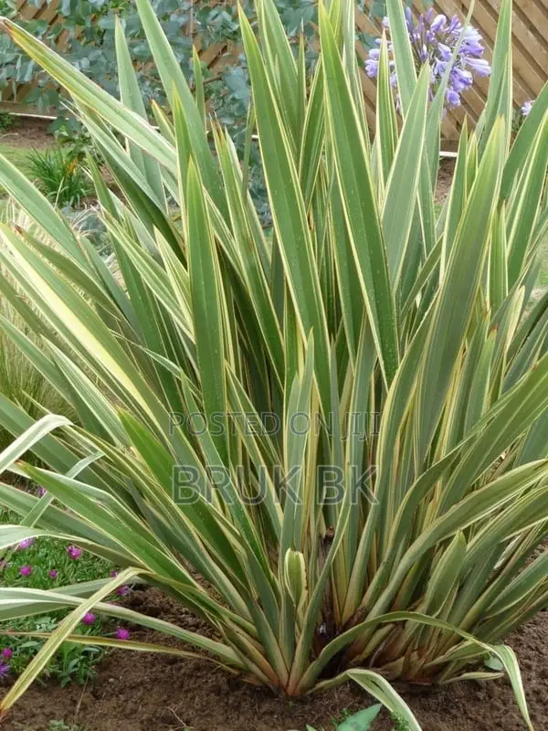 Yellow Phirmium Plant for Lobby and Home Decoration