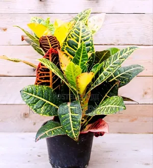 Photo - Croton Plants