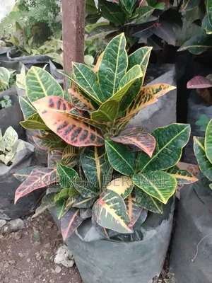Croton Plants
