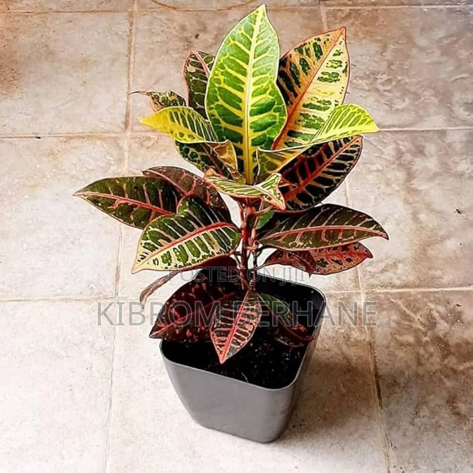 Croton Plants