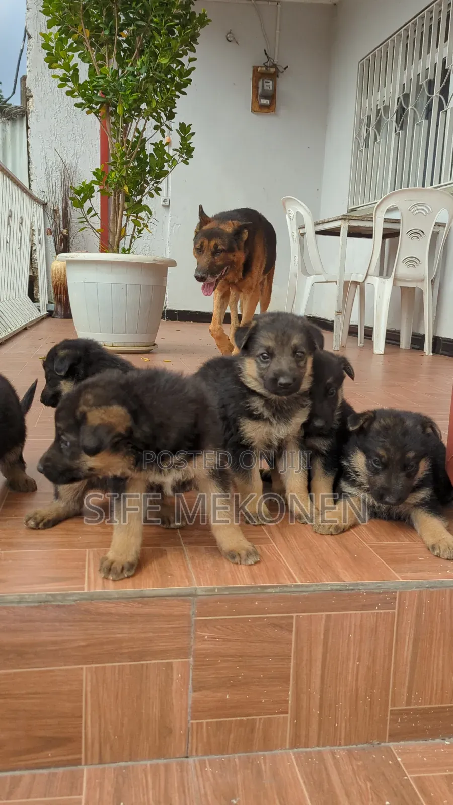 1-3 months Male Purebred German Shepherd