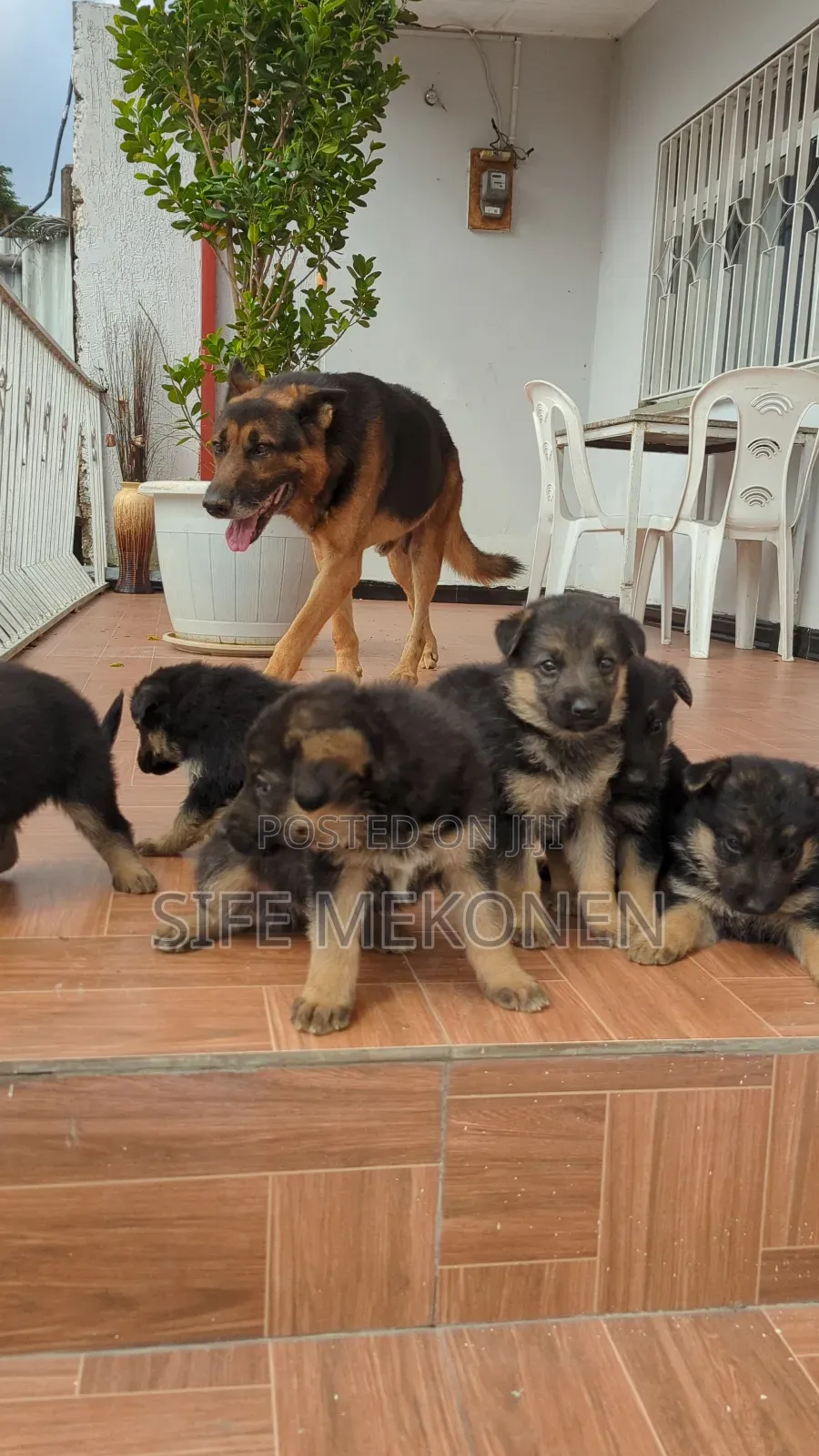 1-3 months Male Purebred German Shepherd