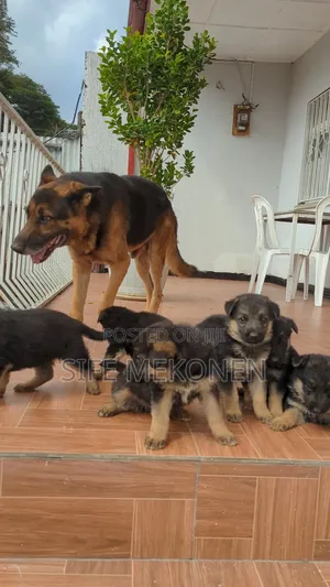 1-3 months Male Purebred German Shepherd