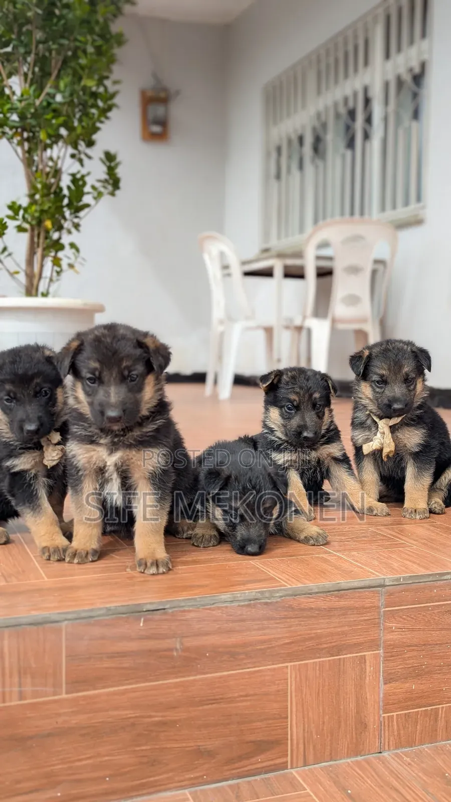 1-3 months Male Purebred German Shepherd