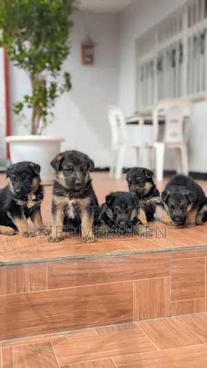 1-3 months Male Purebred German Shepherd