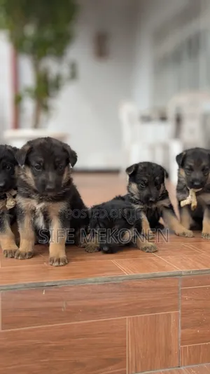 1-3 months Male Purebred German Shepherd