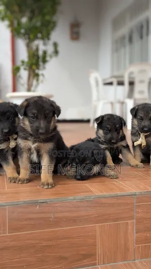 1-3 months Male Purebred German Shepherd