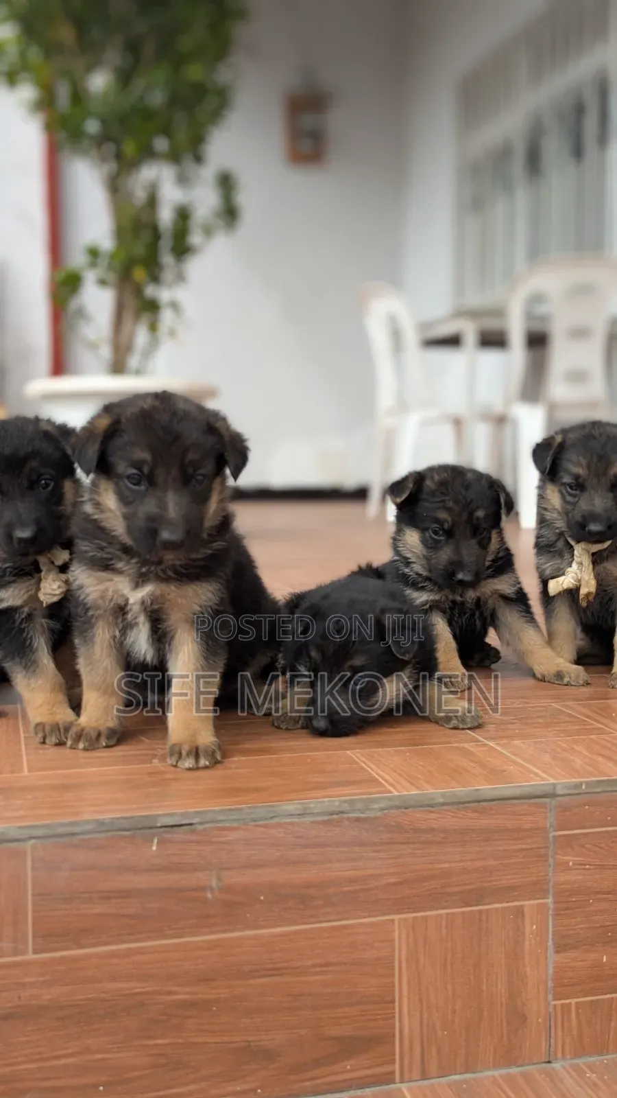 1-3 months Male Purebred German Shepherd