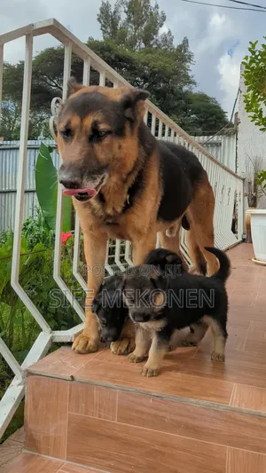 Photo - 1-3 months Male Purebred German Shepherd