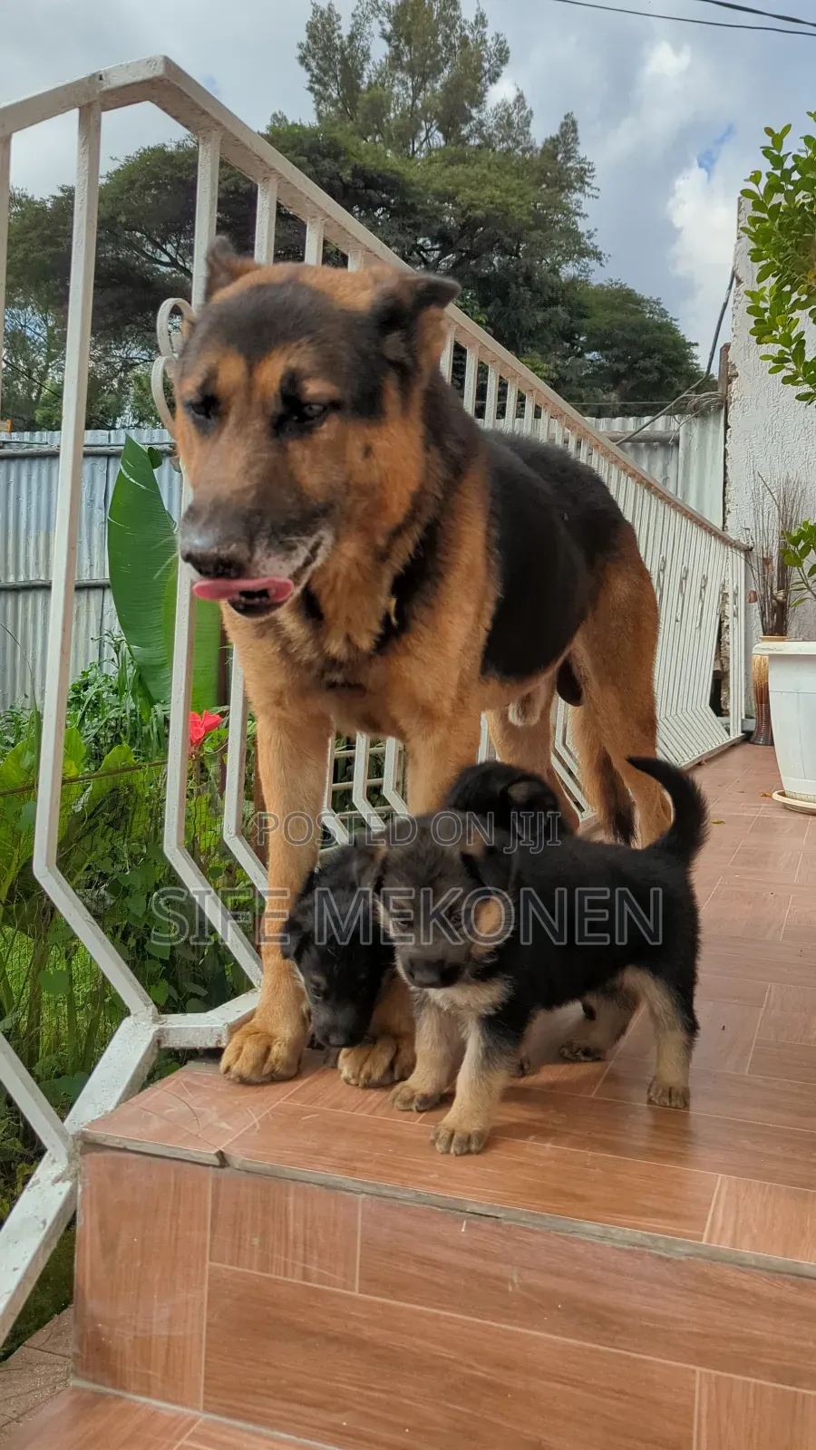 1-3 months Male Purebred German Shepherd