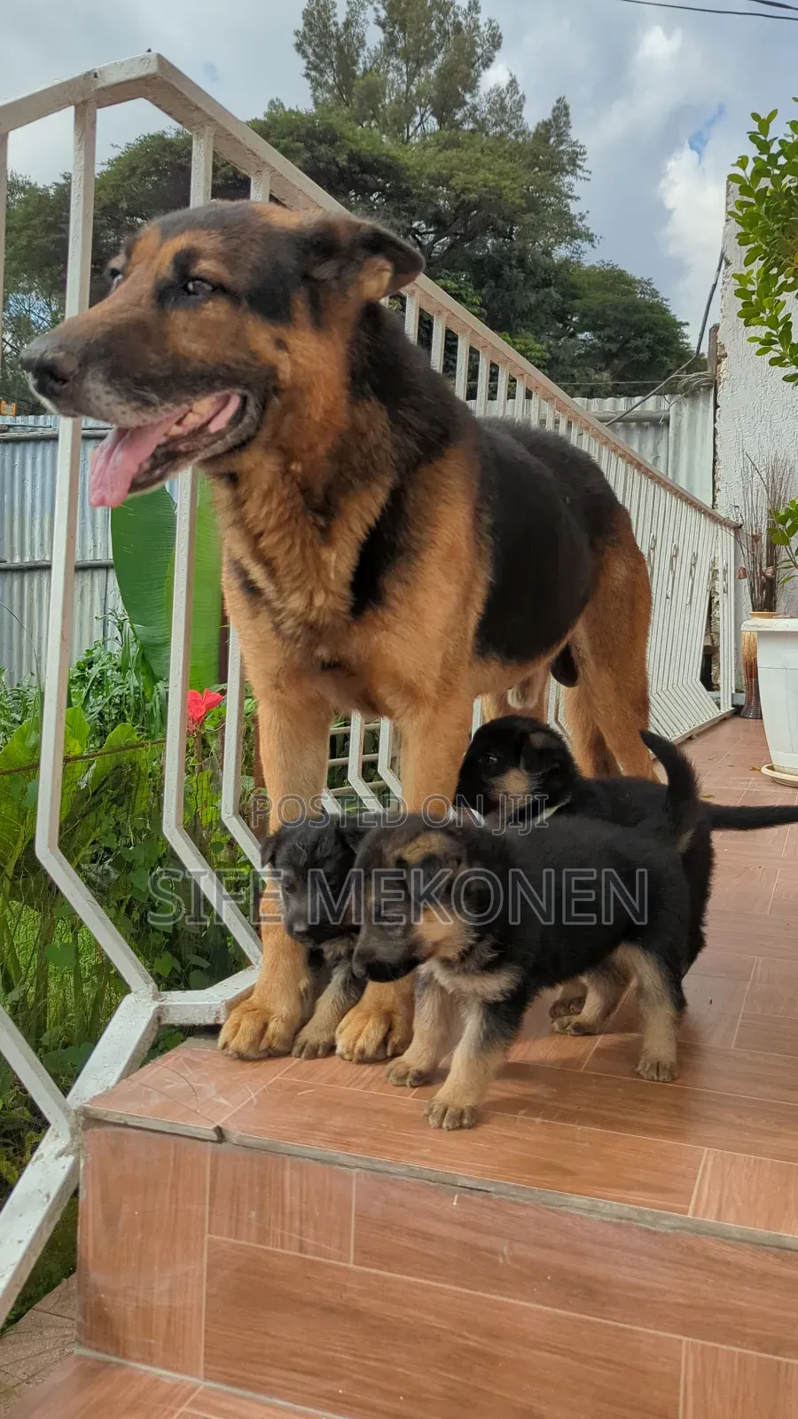 1-3 months Male Purebred German Shepherd