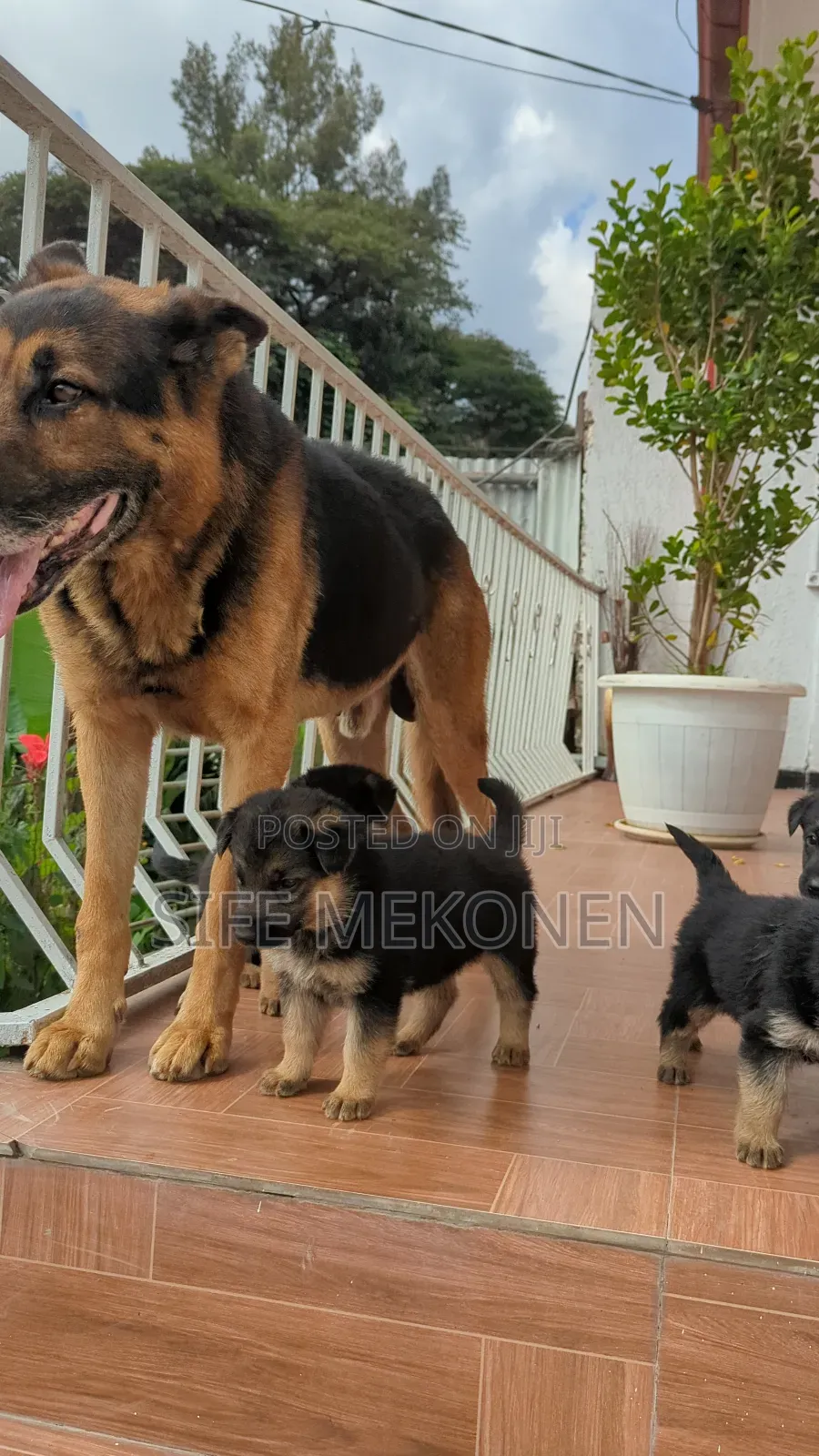 1-3 months Male Purebred German Shepherd