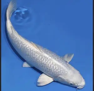 Photo - White Koi Fish