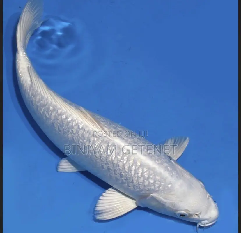 White Koi Fish