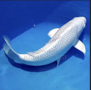 White Koi Fish
