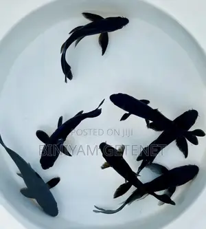 Photo - Black Koi Fish