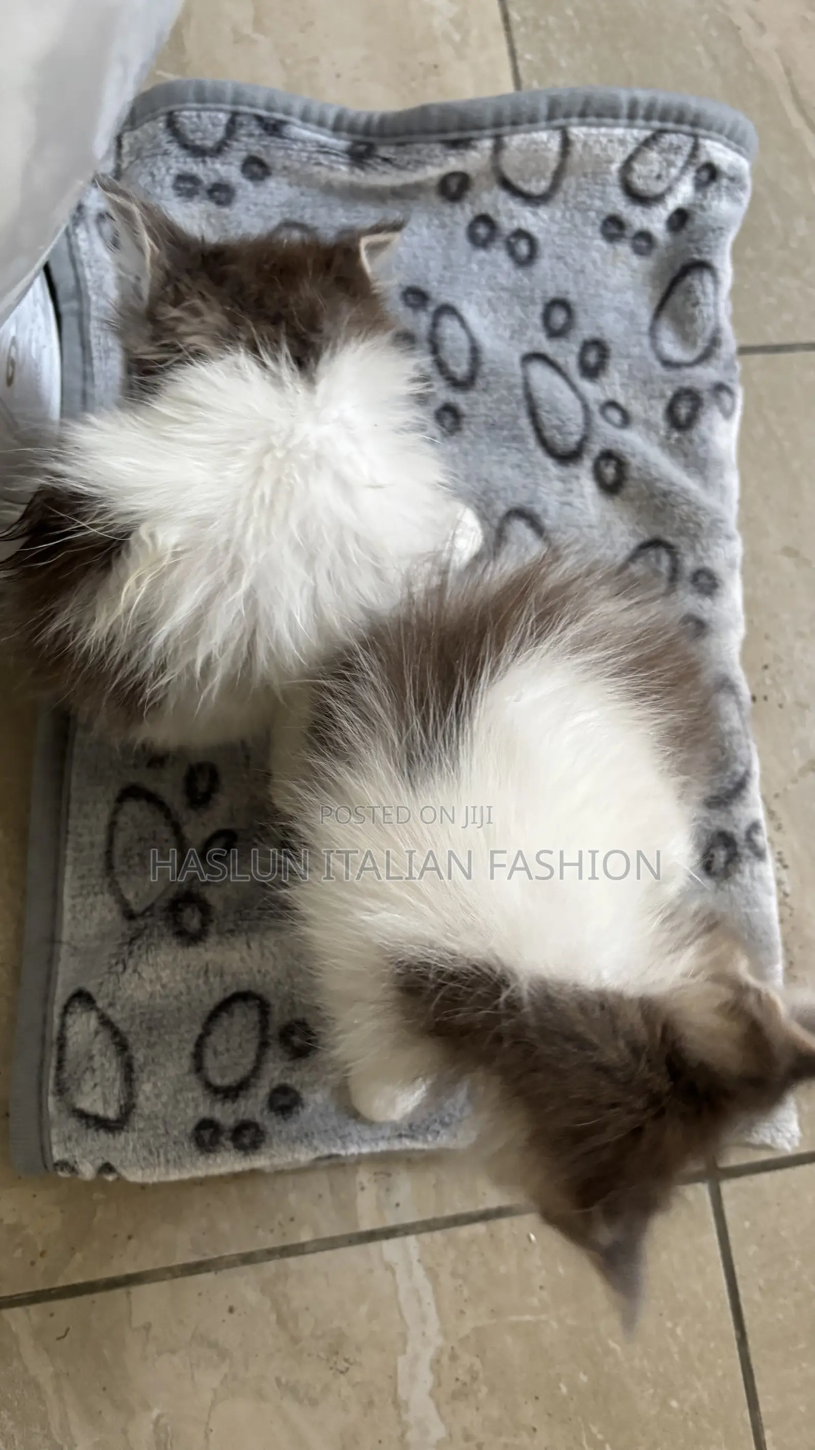 1-3 months Female Purebred Ragdoll