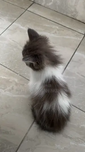 1-3 months Female Purebred Ragdoll