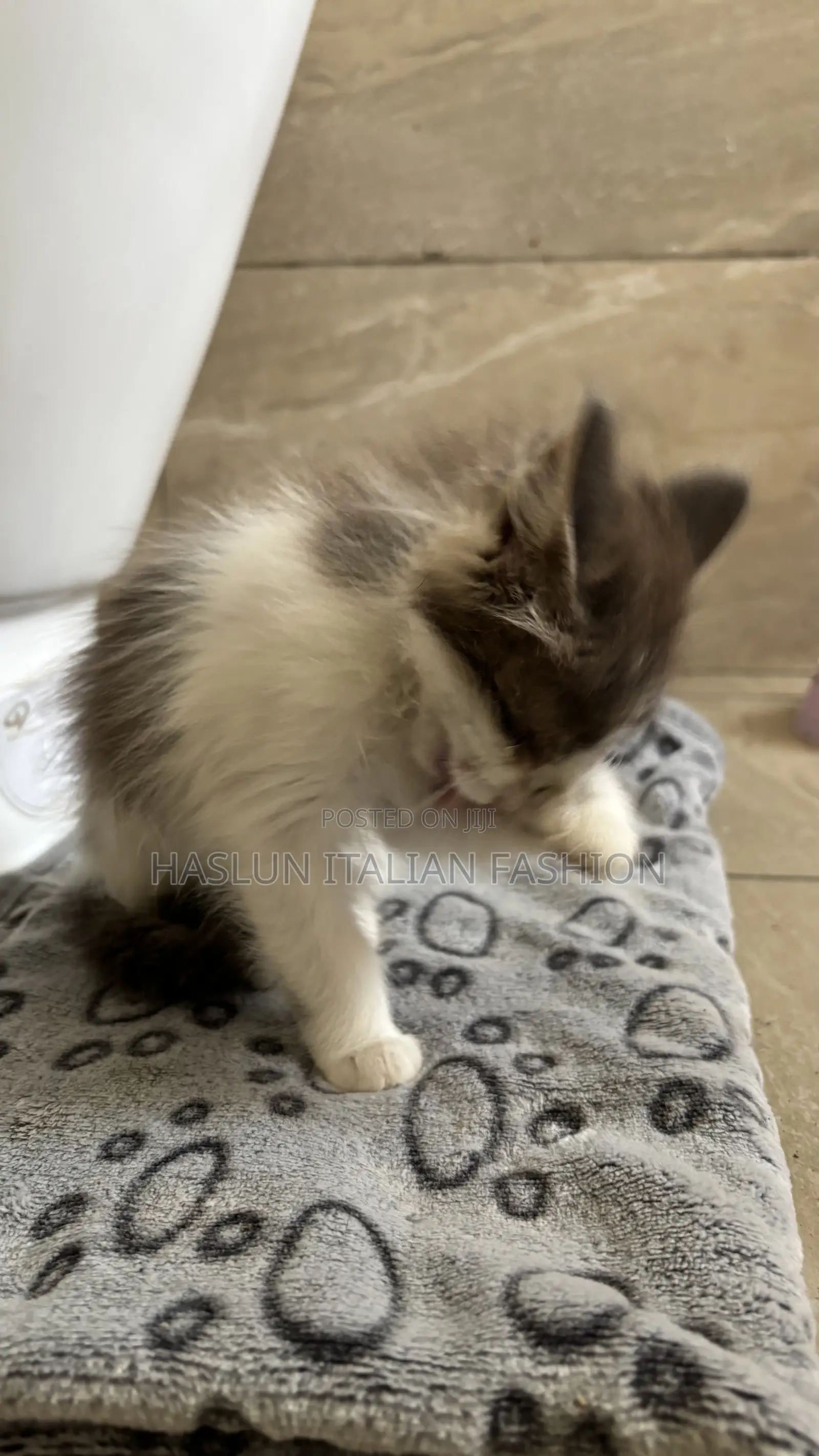 1-3 months Female Purebred Ragdoll