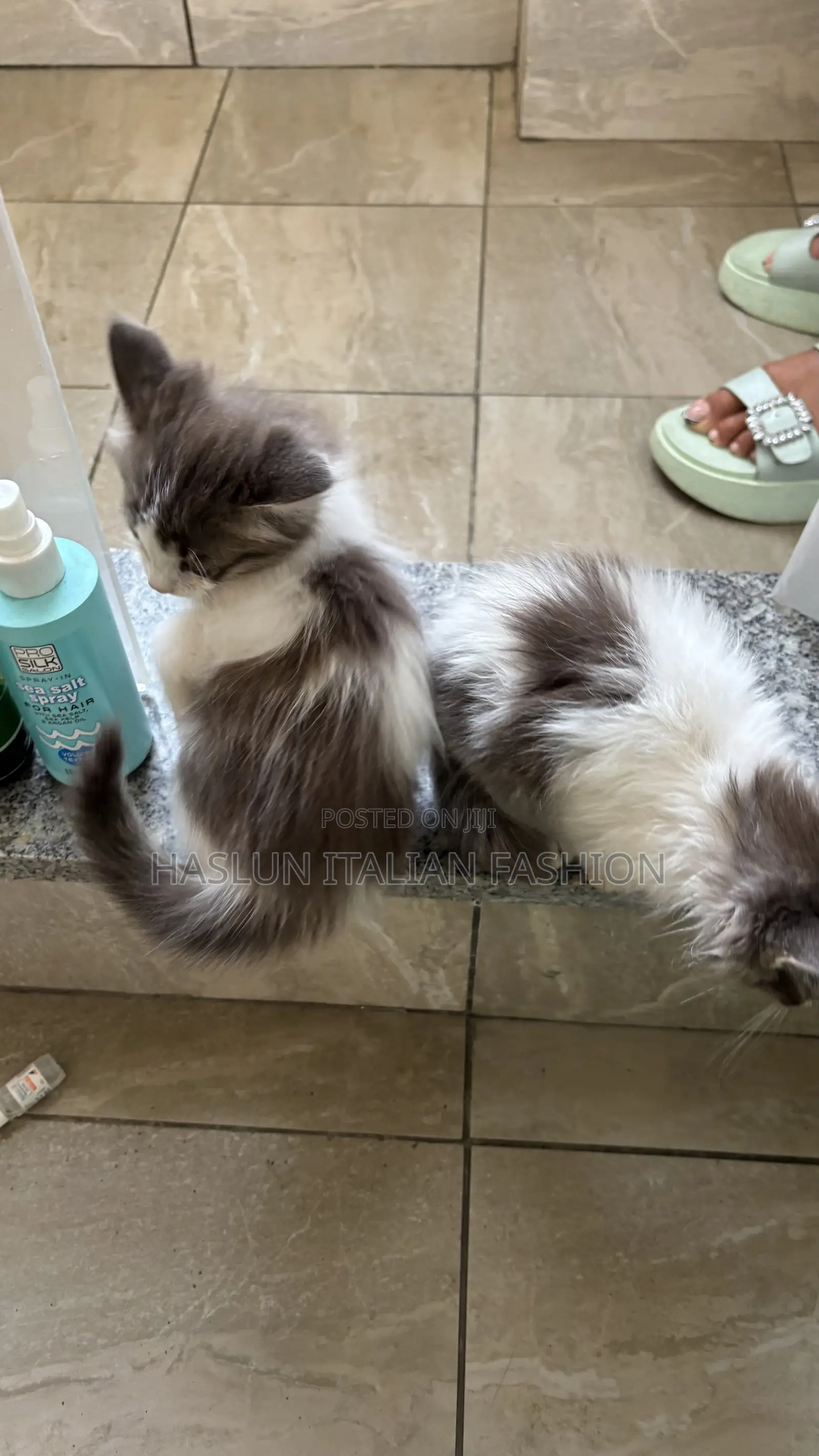 1-3 months Female Purebred Ragdoll