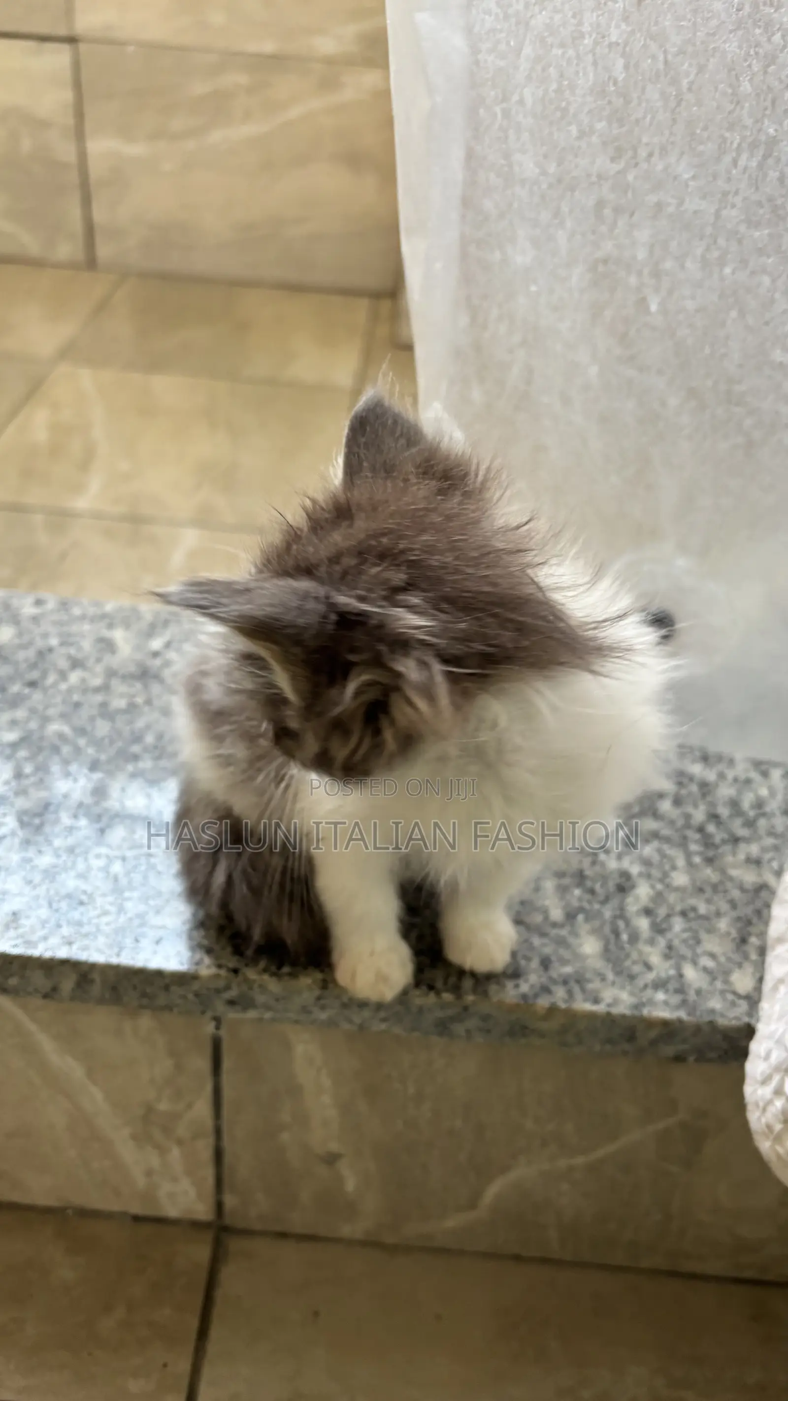 1-3 months Female Purebred Ragdoll