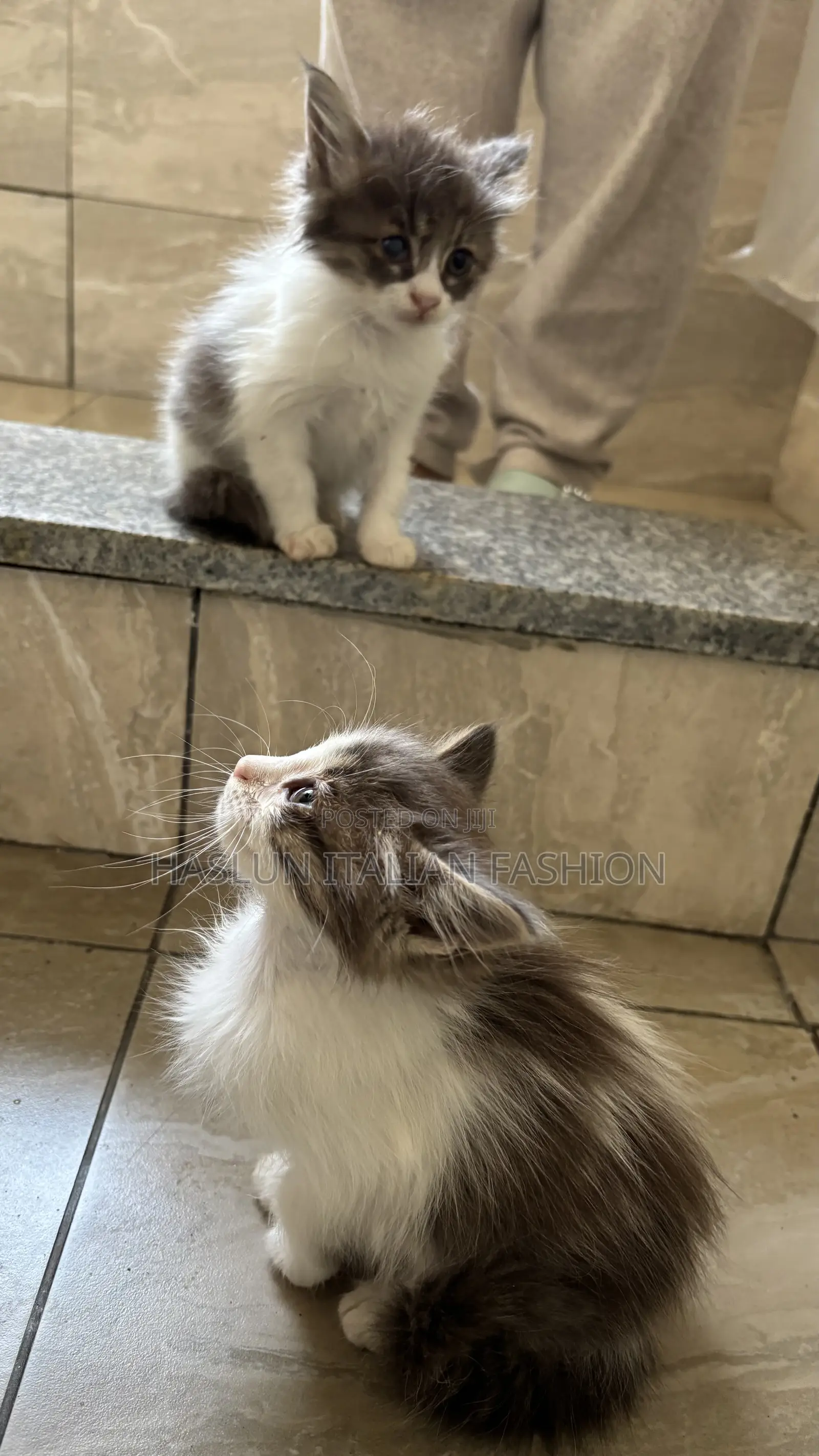 1-3 months Female Purebred Ragdoll