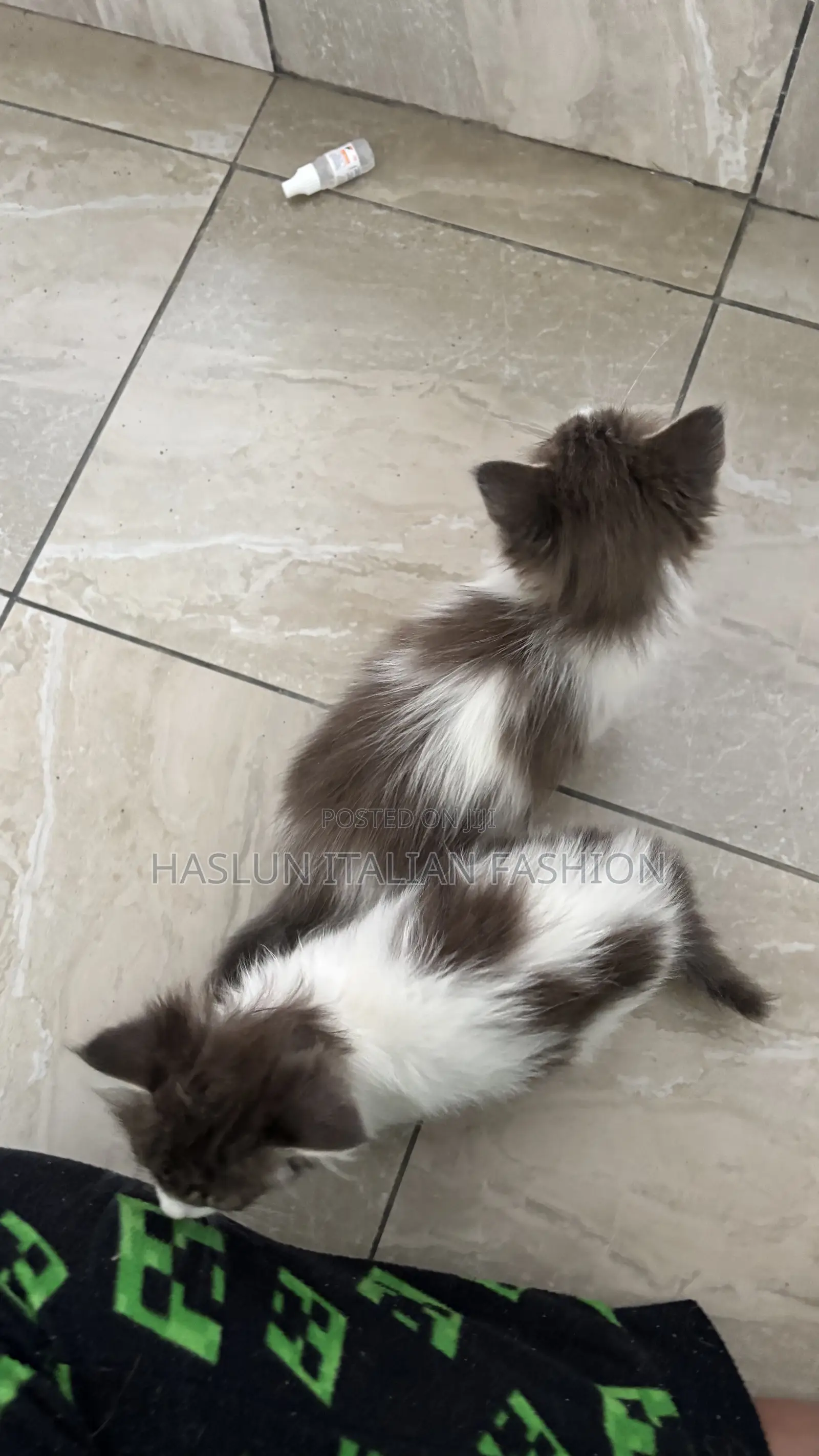 1-3 months Female Purebred Ragdoll