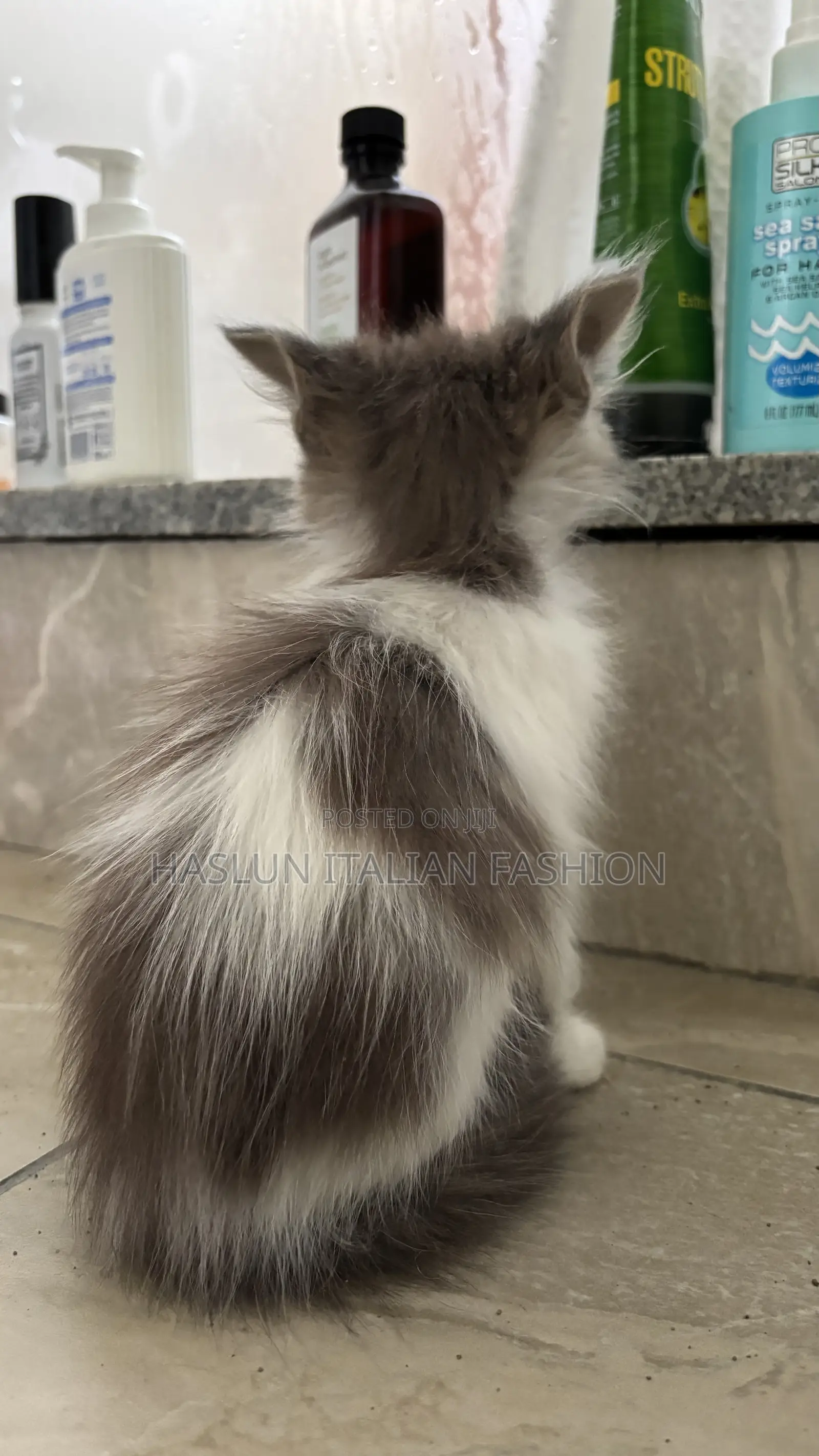 1-3 months Female Purebred Ragdoll